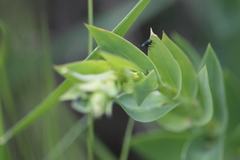 Mecinus janthiniformis