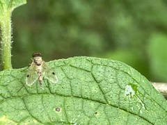 Chrysopilus modestus