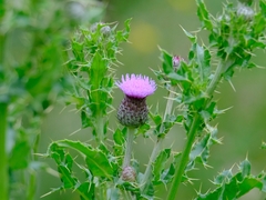 Cirsium arvense