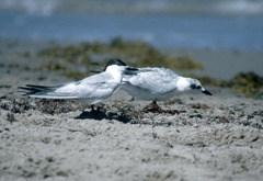 Gull-Billed Tern photo 6