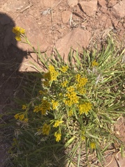 Petradoria pumila