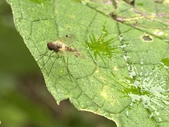 Chrysopilus modestus