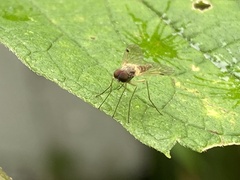 Chrysopilus modestus