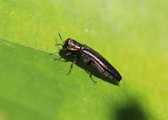 Agrilinae