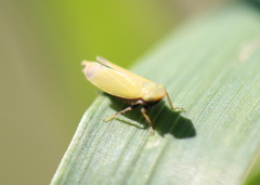 Diplocolenus