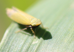 Diplocolenus