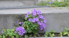 Campanula poscharskyana