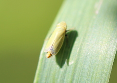 Diplocolenus