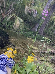 Physostegia purpurea