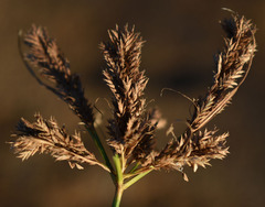 Cyperus macrostachyos