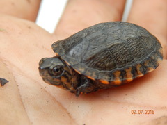 Kinosternon scorpioides