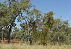 Corymbia erythrophloia