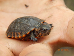 Kinosternon scorpioides