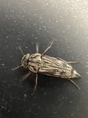 Tomoxia lineella
