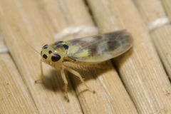 Macrosteles variatus