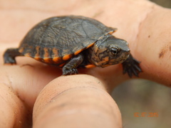 Kinosternon scorpioides