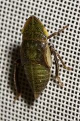 Aphrodes makarovi