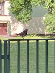 Turdus pilaris