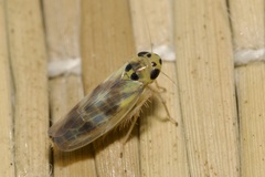 Macrosteles variatus