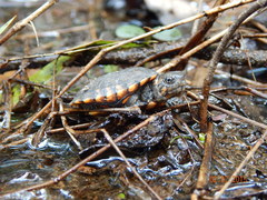 Kinosternon scorpioides