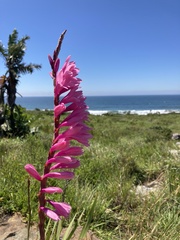 Watsonia densiflora