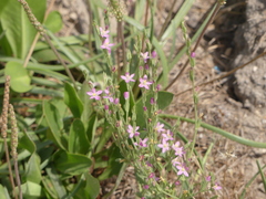 Schenkia spicata