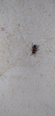 Scantius aegyptius