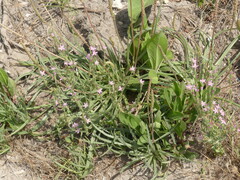 Schenkia spicata