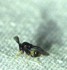 Eucharitinae