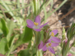 Schenkia spicata