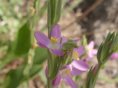 Schenkia spicata
