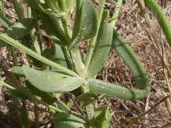 Schenkia spicata