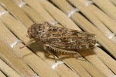 Allygidius atomarius