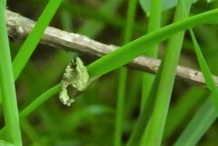 Maliattha synochitis