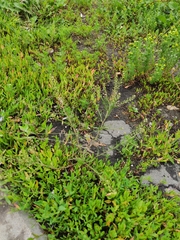 Lepidium ruderale