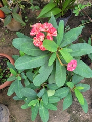 Euphorbia milii