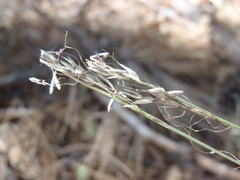 Muhlenbergia straminea