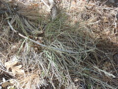 Muhlenbergia straminea