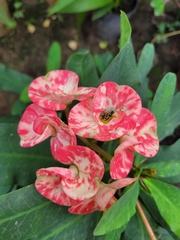 Euphorbia milii