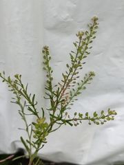 Lepidium ruderale