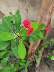 Euphorbia milii