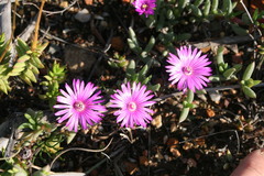 Ruschia montaguensis