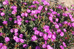 Ruschia montaguensis