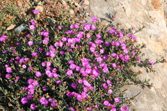 Ruschia montaguensis