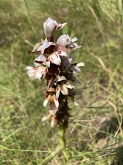 Satyrium sphaerocarpum