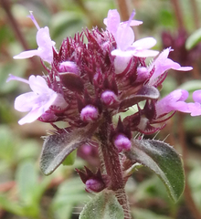 Thymus alpestris