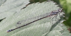 Coenagrion pulchellum