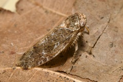 Allygidius atomarius