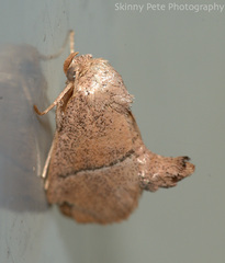 Apoda rectilinea