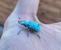 Ericydeus sedecimpunctatus